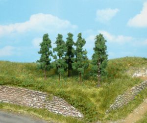 1123   6 Schwarzpappeln 5,5 cm