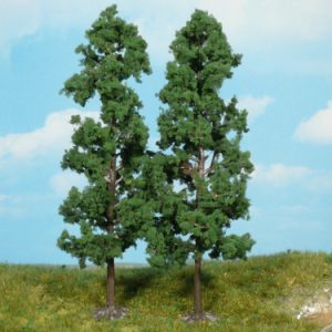 1130   2 Buchen 18 cm