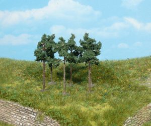 1152   6 Kiefern 6 cm