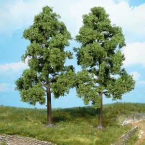 1712   2 Buchen 18 cm