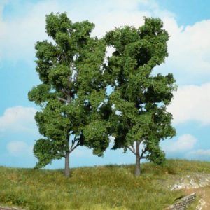 1912   2 Buchen 18 cm