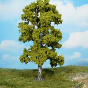 1923   1 Birke 18 cm