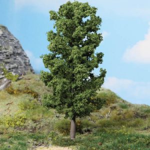 1981   1 Buche 20 cm