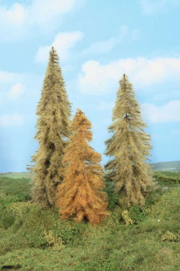 2177 Neu 3 Lärchen herbstlich 18 - 24 cm