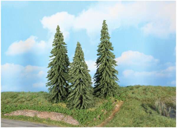 21800 Spur Neutral 3 Wetterfichten 18-22 cm  Neuheit 2025