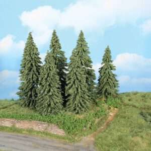 21801 - 6 Wetterfichten 14-18 cm Neuheit 2025