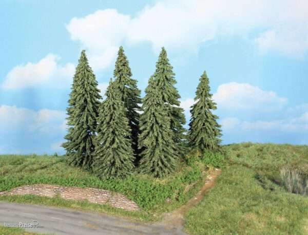 21801 - 6 Wetterfichten 14-18 cm Neuheit 2025