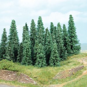 2235   10 Silbertannen 9-14 cm