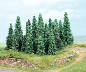 2236   20 Silbertannen 5-9 cm