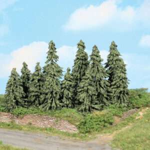 21803 Wetterfichten  10 Stück 7-11 cm