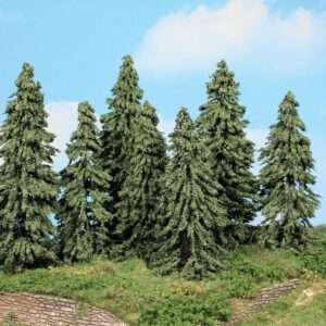 21802 Wetterfichten  7 Stück 10-14 cm